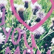 Chardons en fleur, inscription Vous
